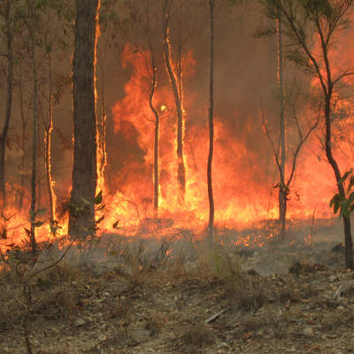 Bush Fire