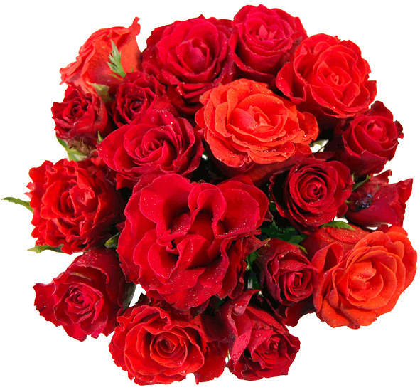 Centrecare Festival of Hearts 2015 roses